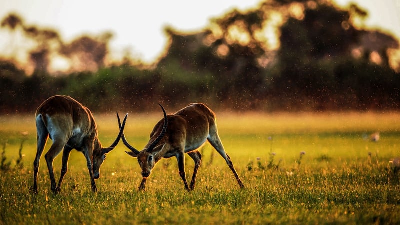 Safari Camps