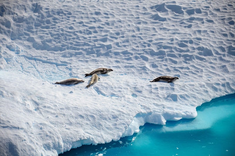 Antarctic Iceberg